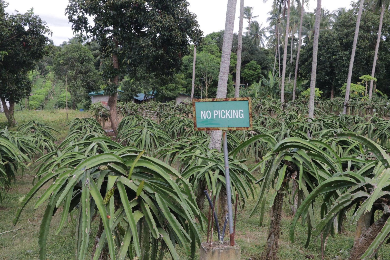 Silam Farm dragon fruit