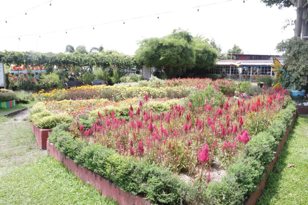 Girasoles Farm Flower field