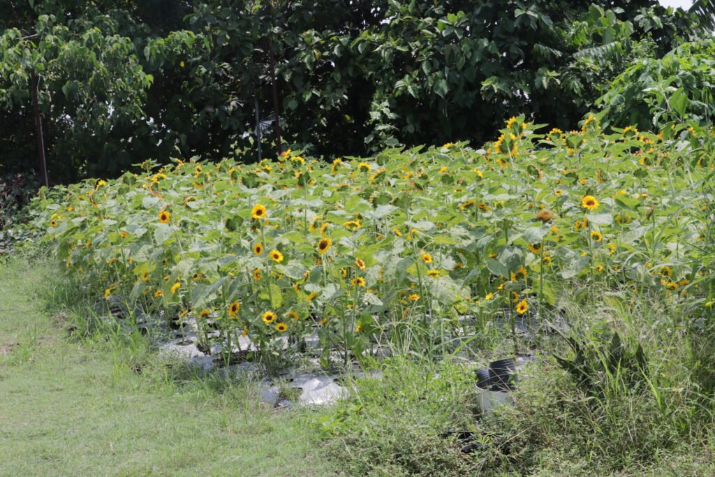 Girasoles Farm 06