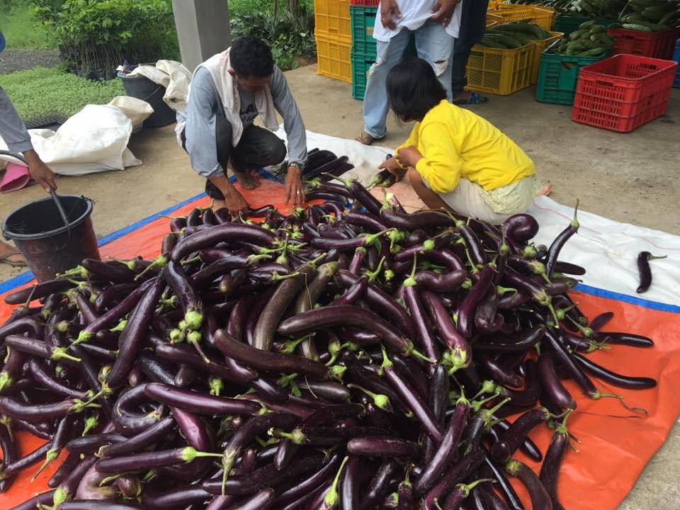 other fruits and vegs