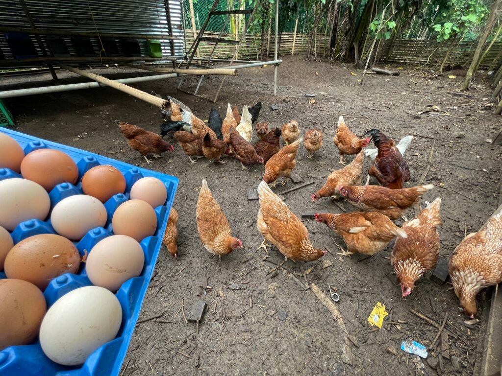 Myrtle's Agricultural Farm