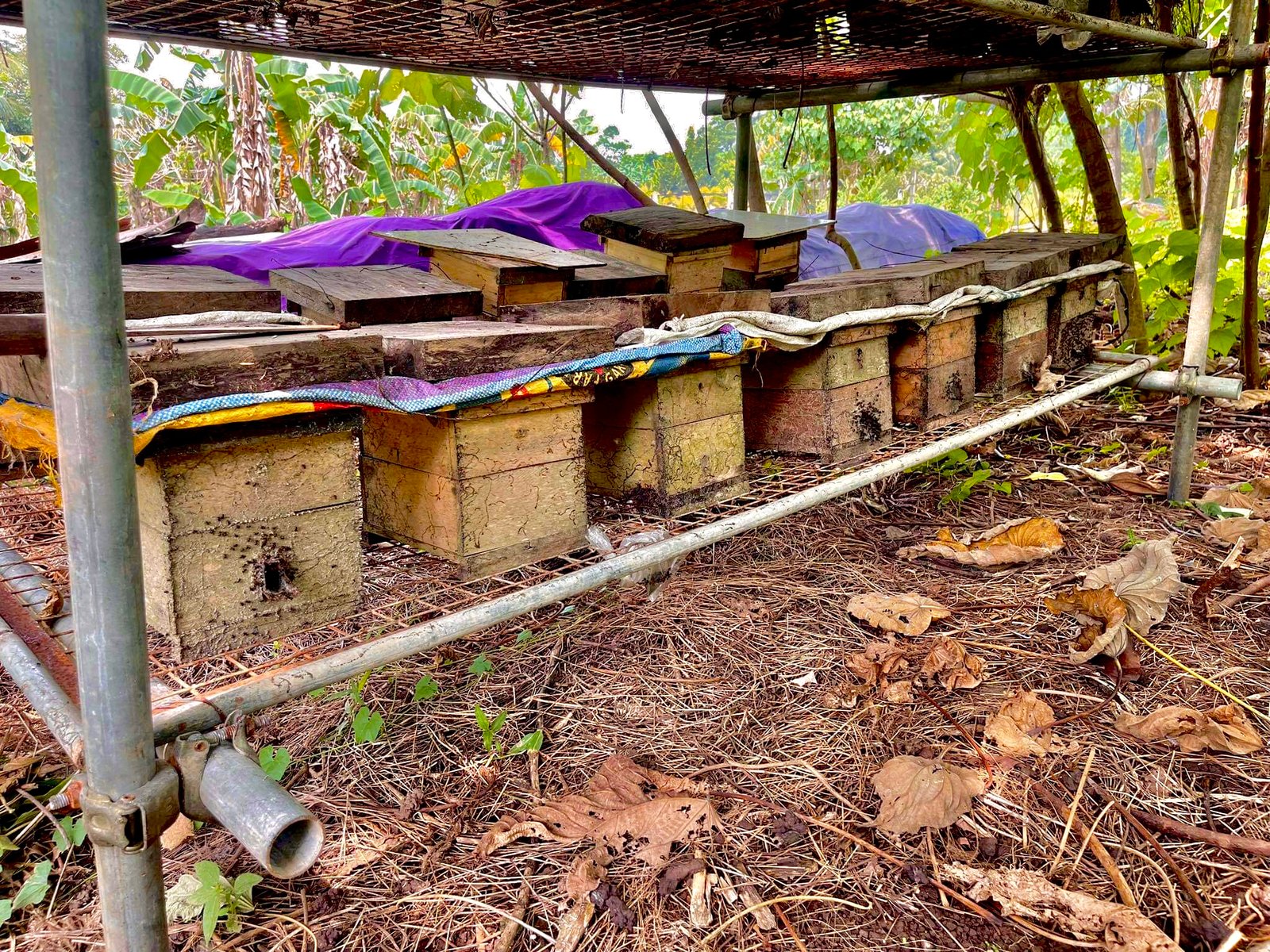 Myrtle's Agricultural Farm