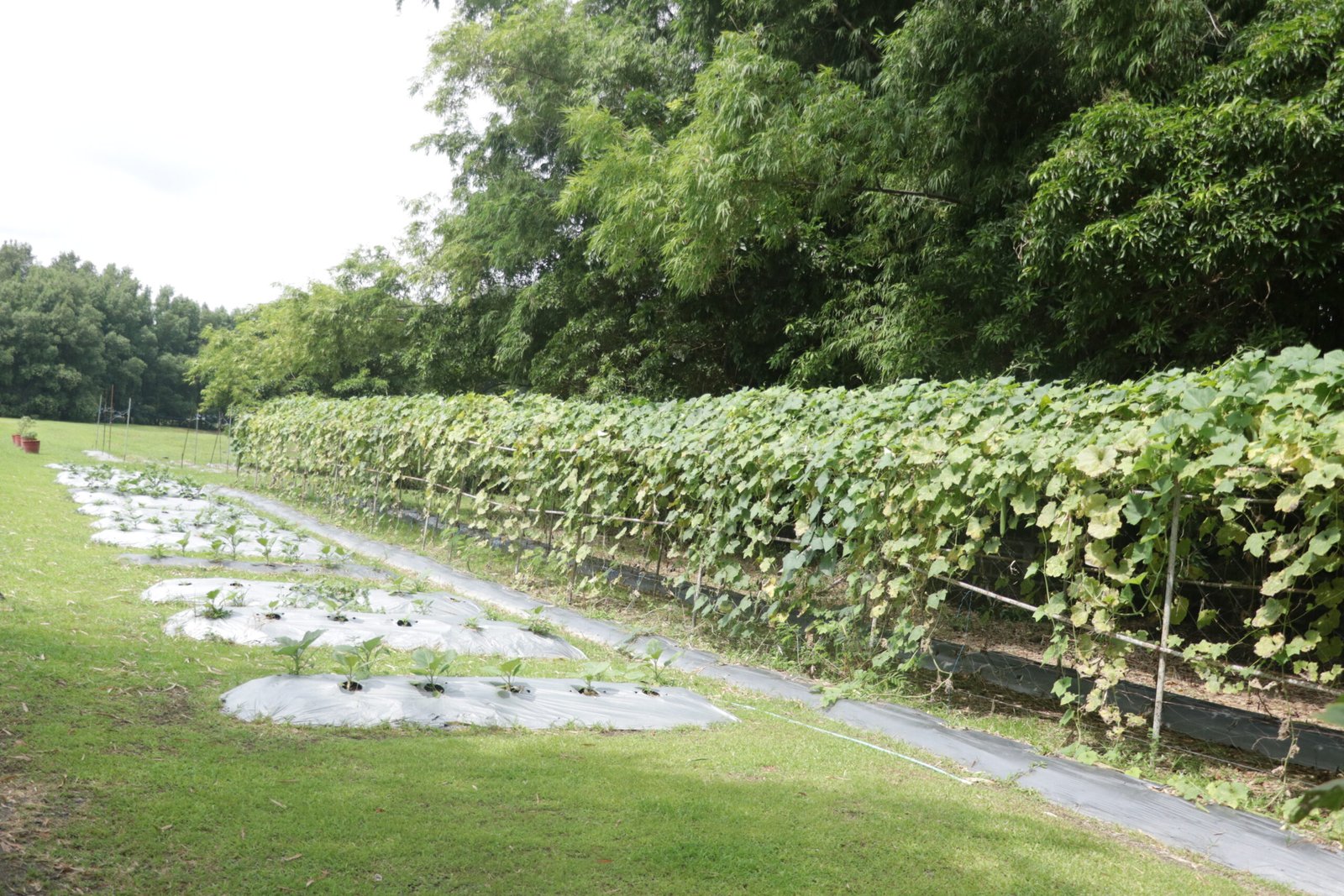 IMG_6242_villar_sipag