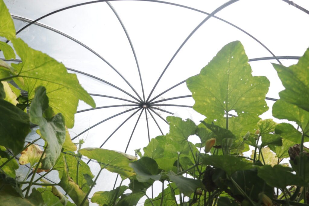 IMG_6244_villar_sipag