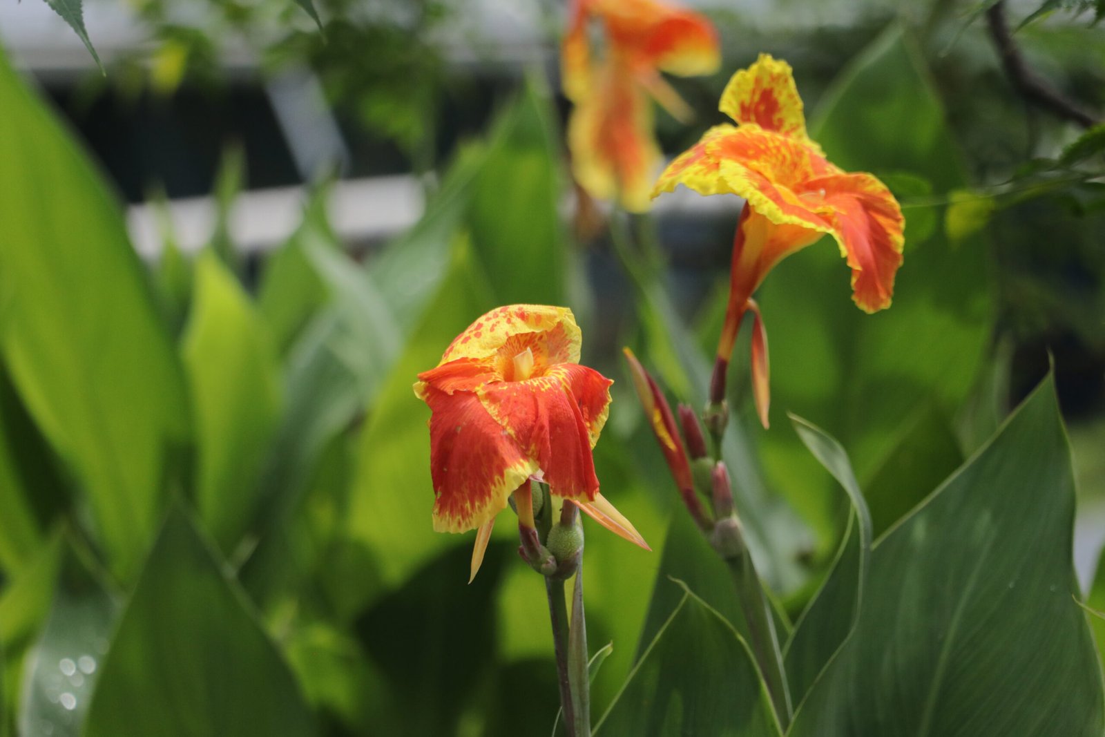 IMG_6255_villar_sipag