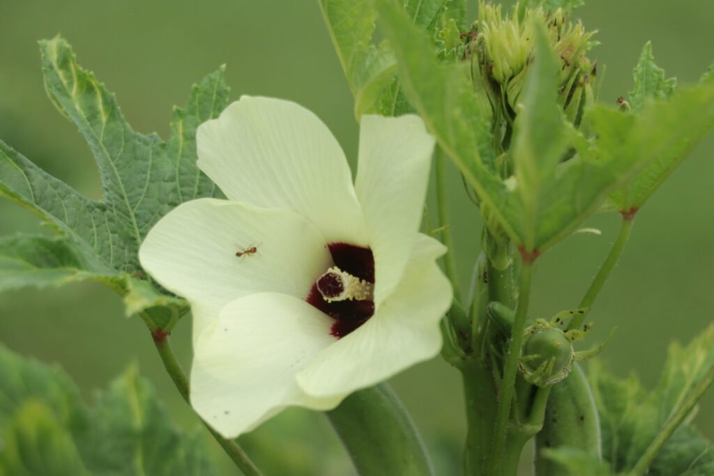 IMG_6263_villar_sipag