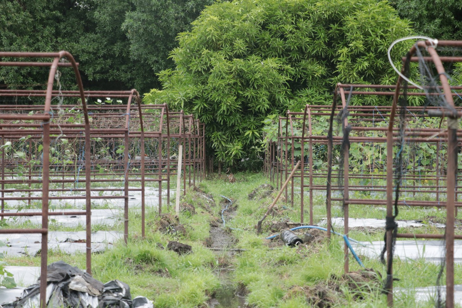 IMG_6316_villar_sipag