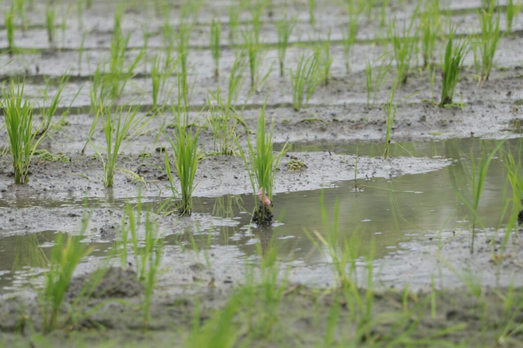 IMG_6324_villar_sipag