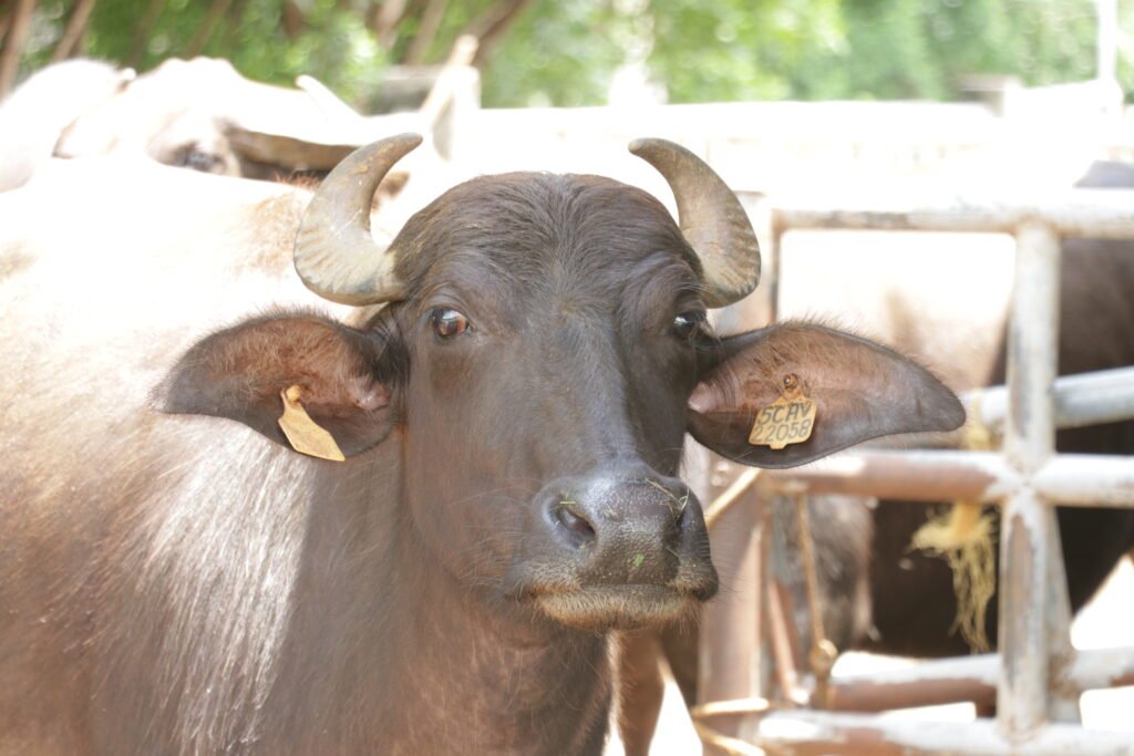 IMG_6348_villar_sipag