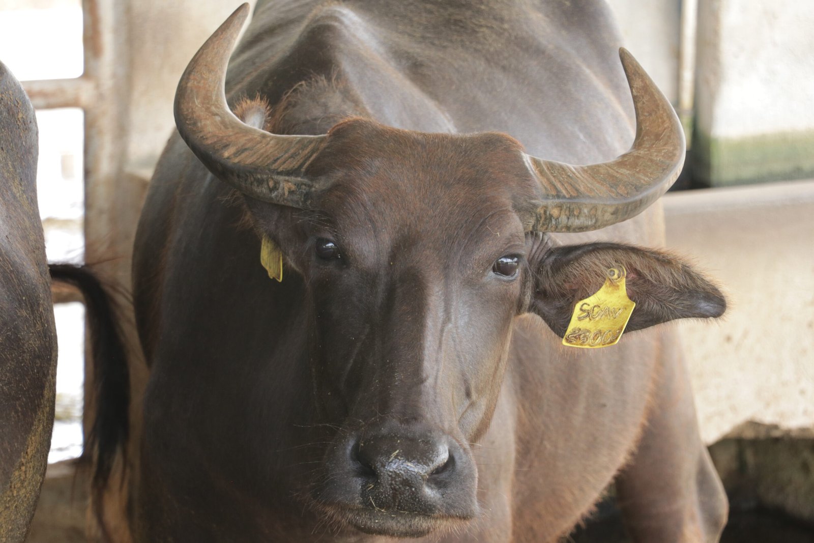 IMG_6357_villar_sipag