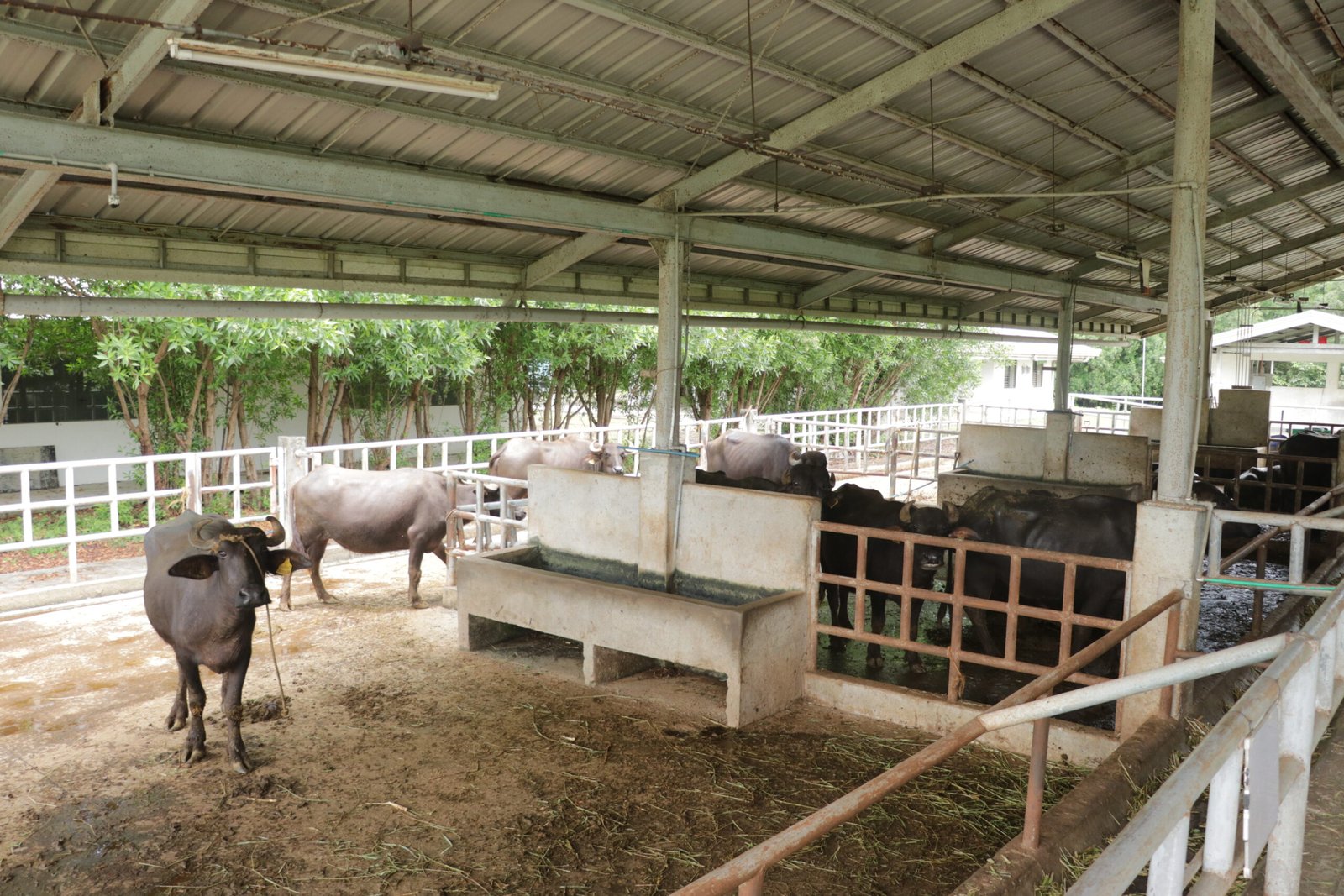 IMG_6364_villar_sipag