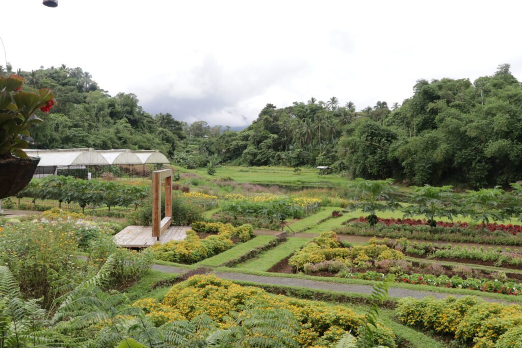 IMG_9206_bukid_amara