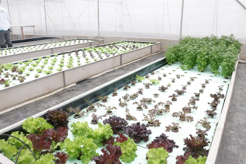 IMG_9219_bukid_amara