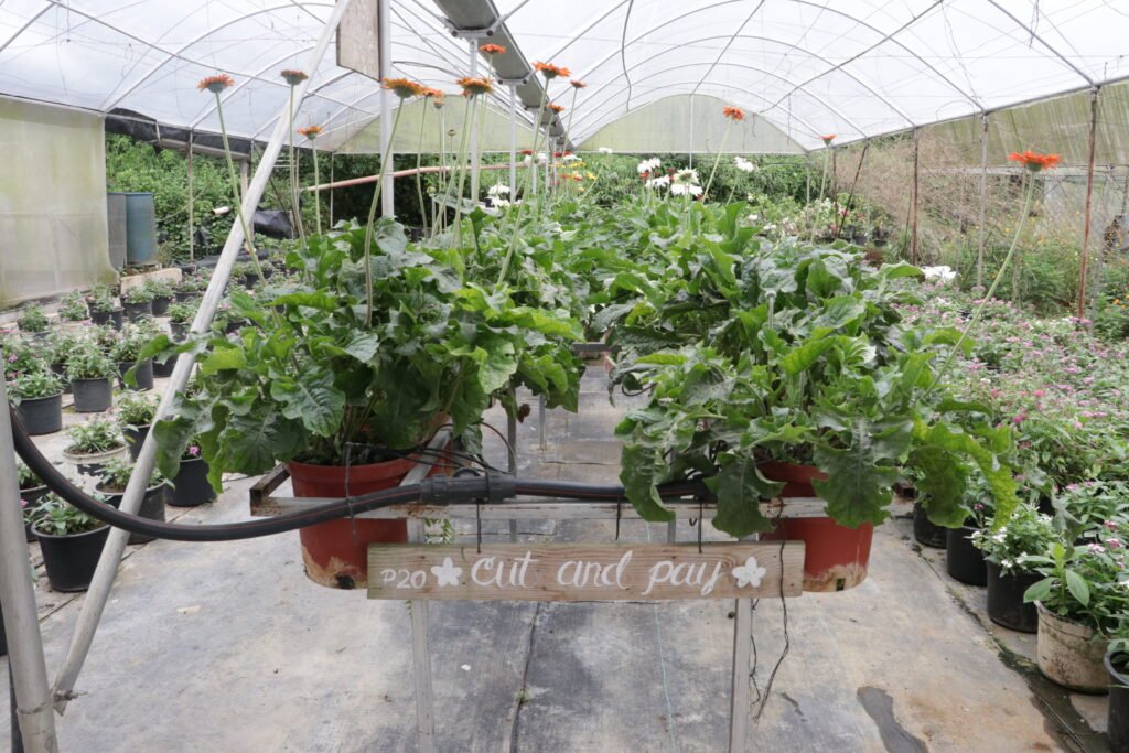 IMG_9224_bukid_amara