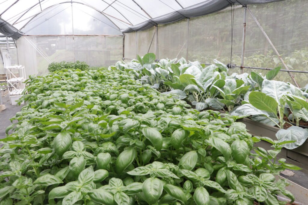 IMG_9227_bukid_amara