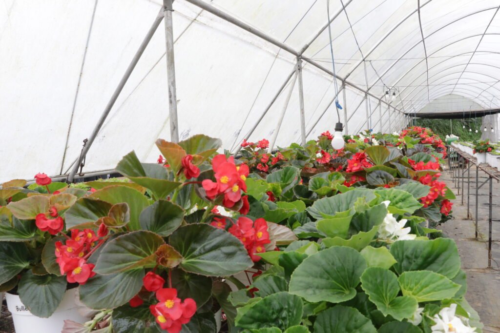 IMG_9230_bukid_amara