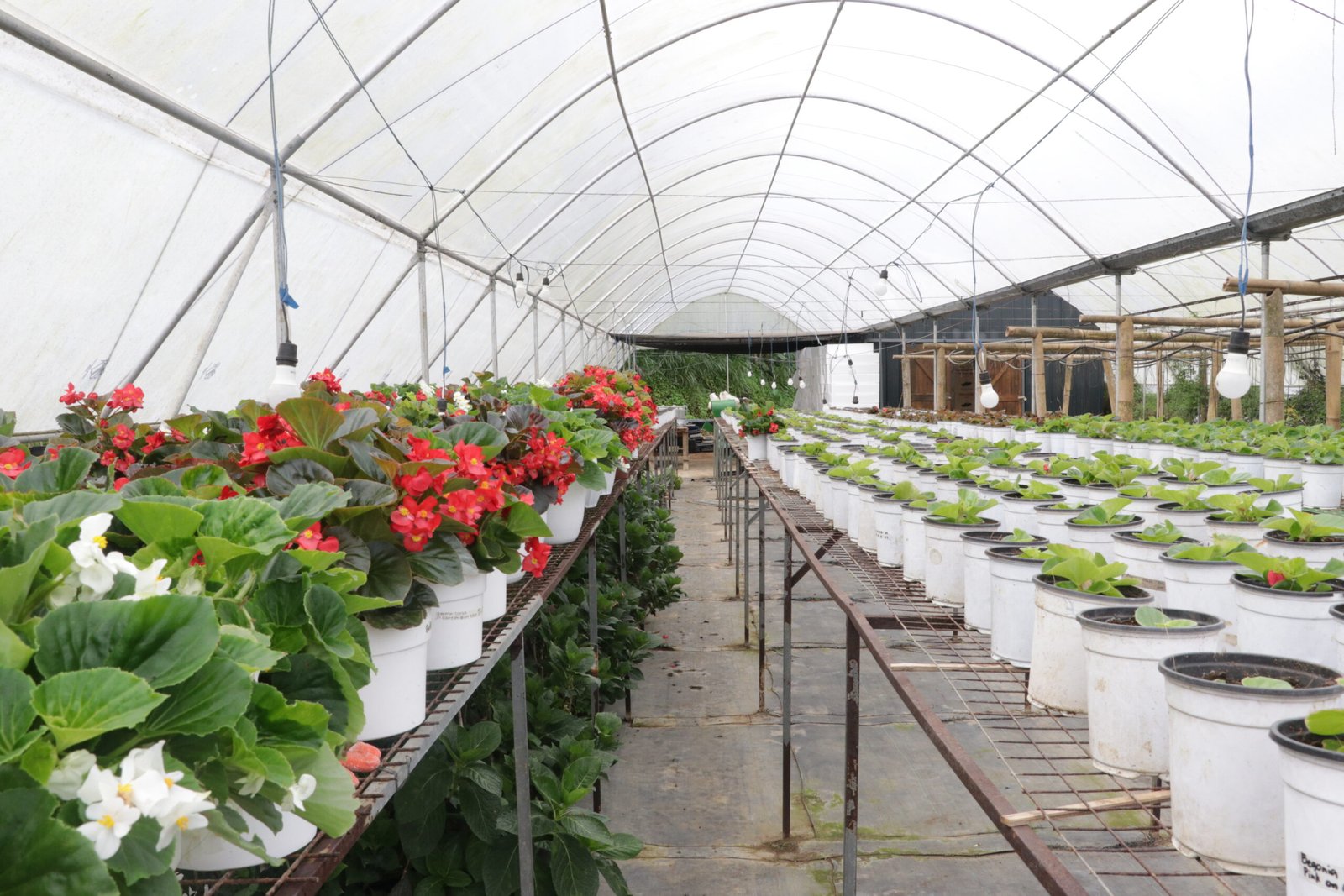 IMG_9231_bukid_amara