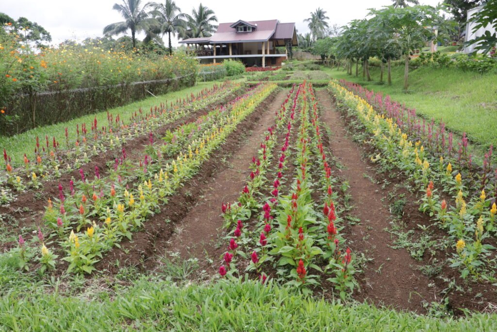 IMG_9233_bukid_amara