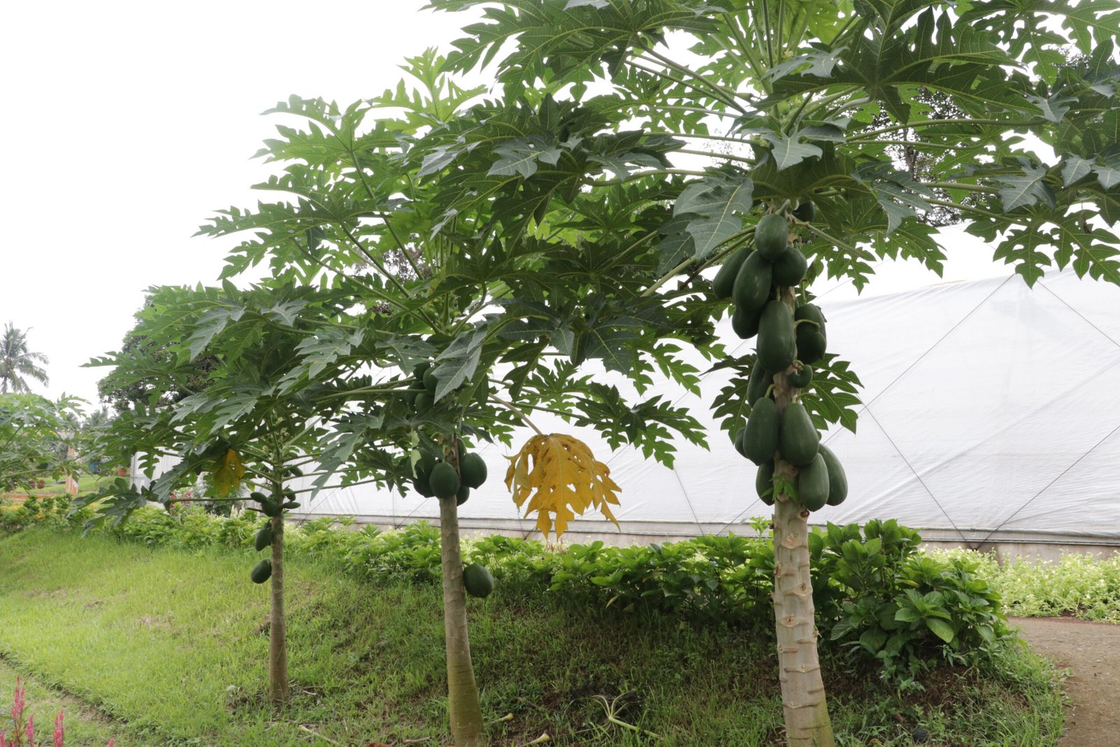 IMG_9235_bukid_amara