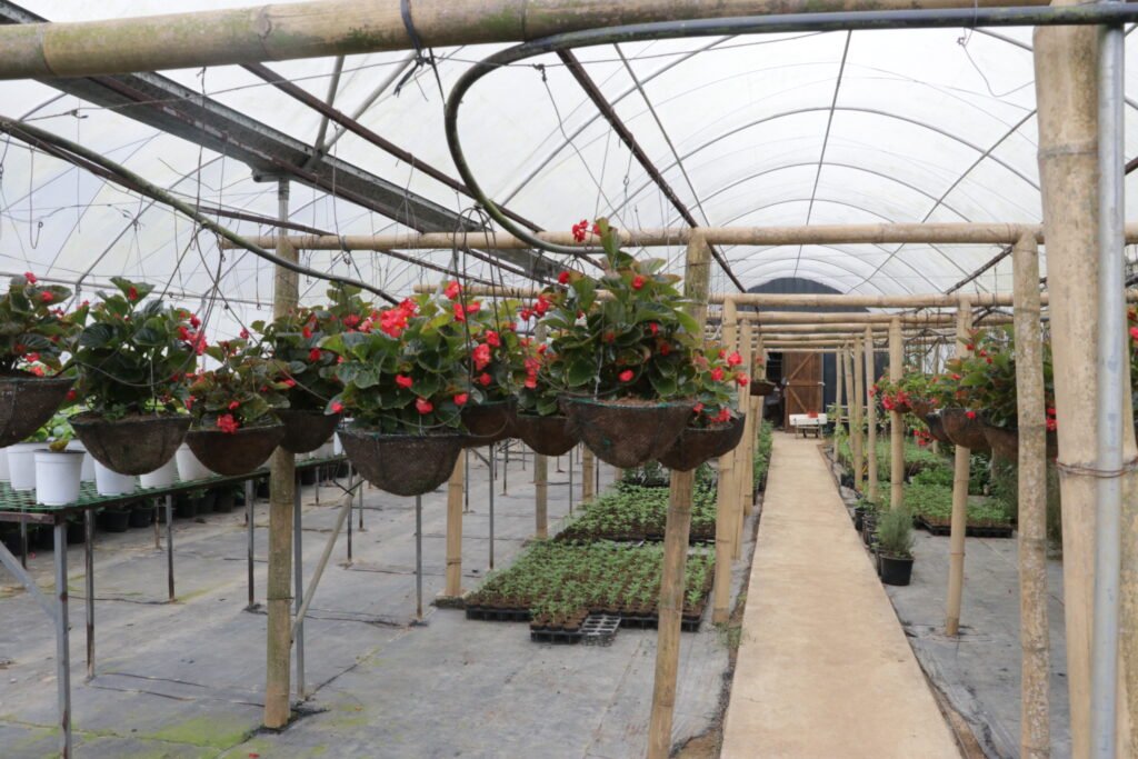 IMG_9238_bukid_amara