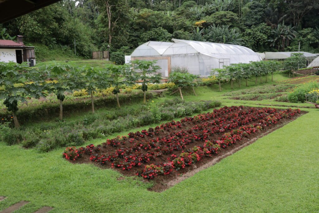 IMG_9248_bukid_amara