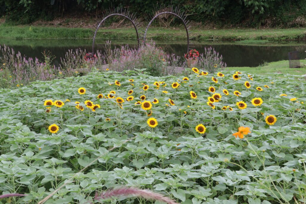 IMG_9257_bukid_amara