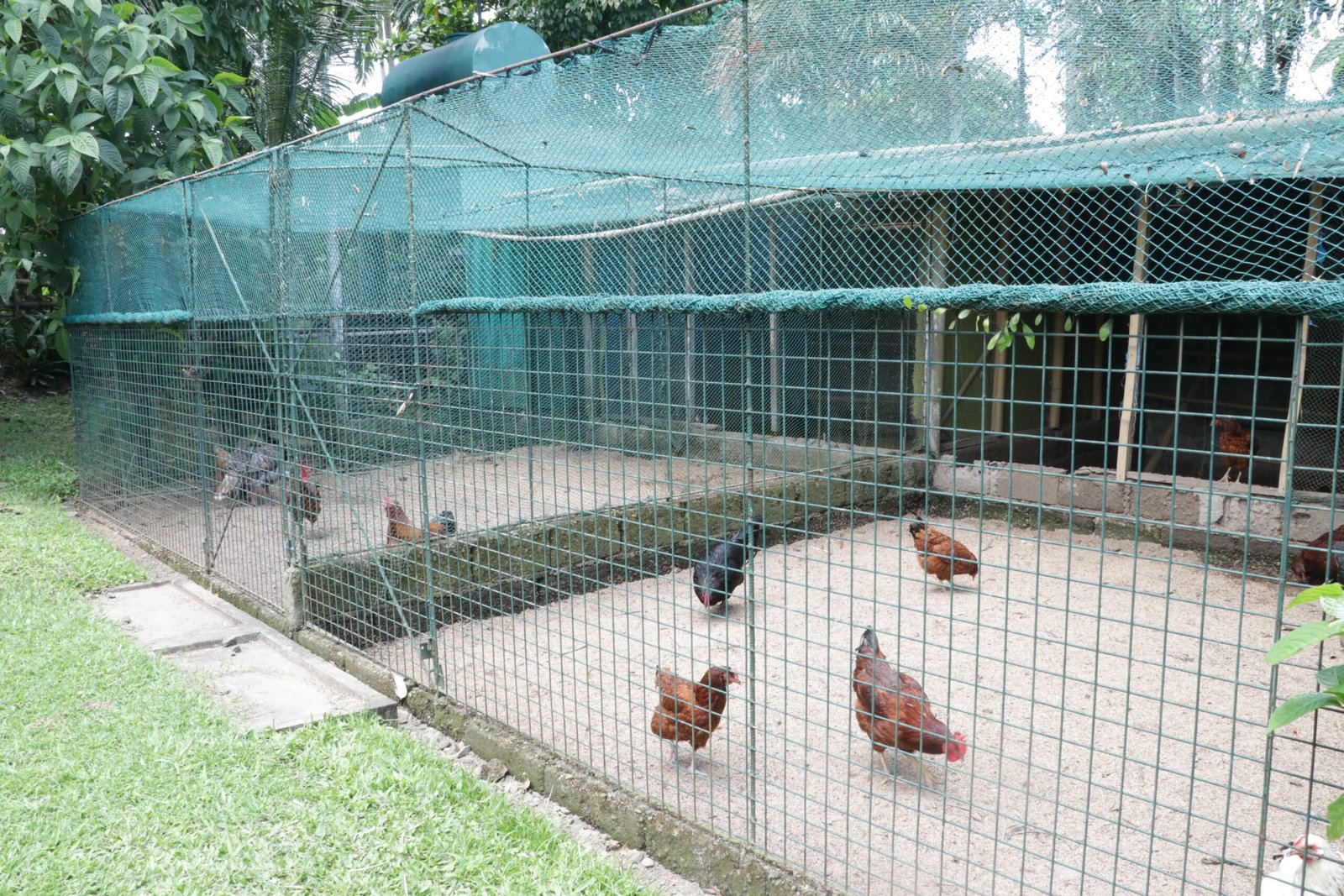 IMG_9339_gintong_bukid