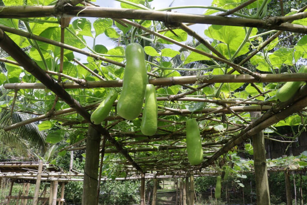 IMG_9351_gintong_bukid