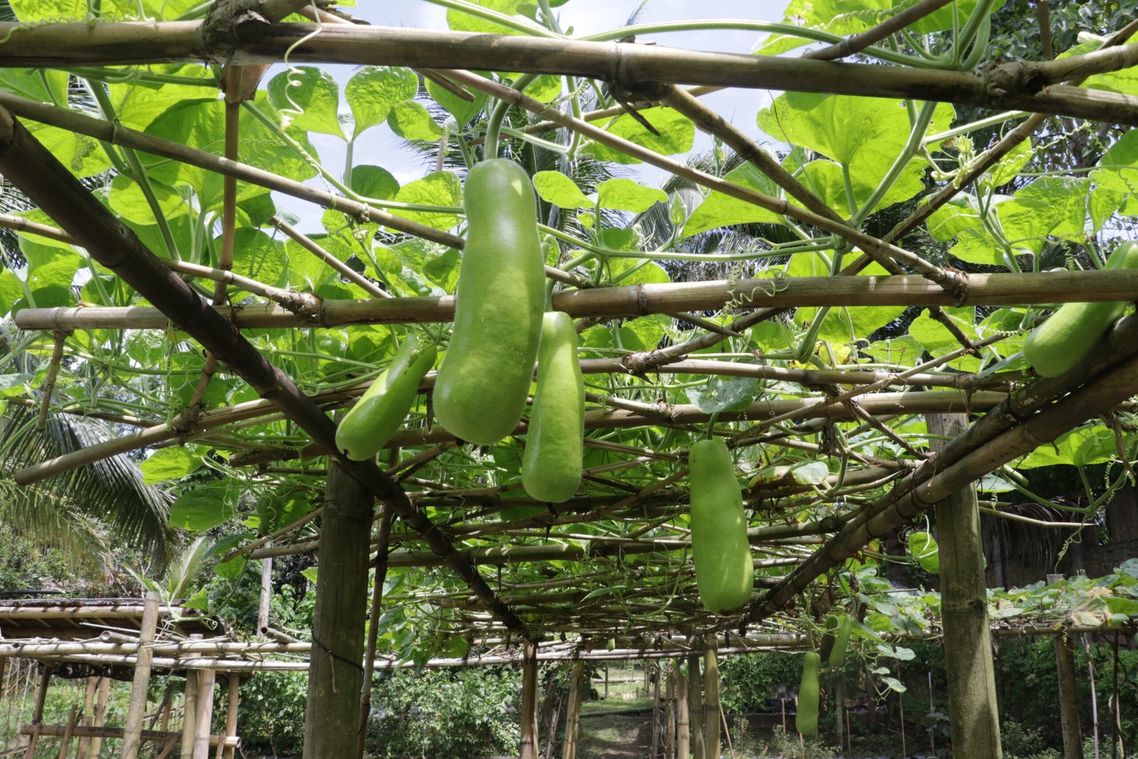 IMG_9351_gintong_bukid