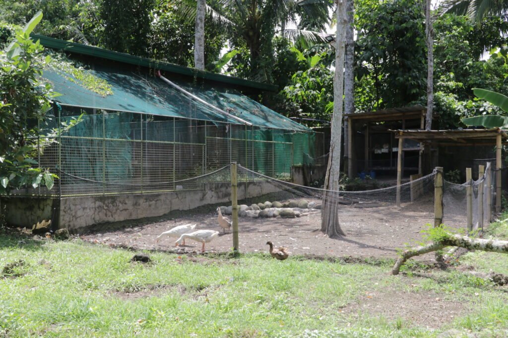 IMG_9359_gintong_bukid