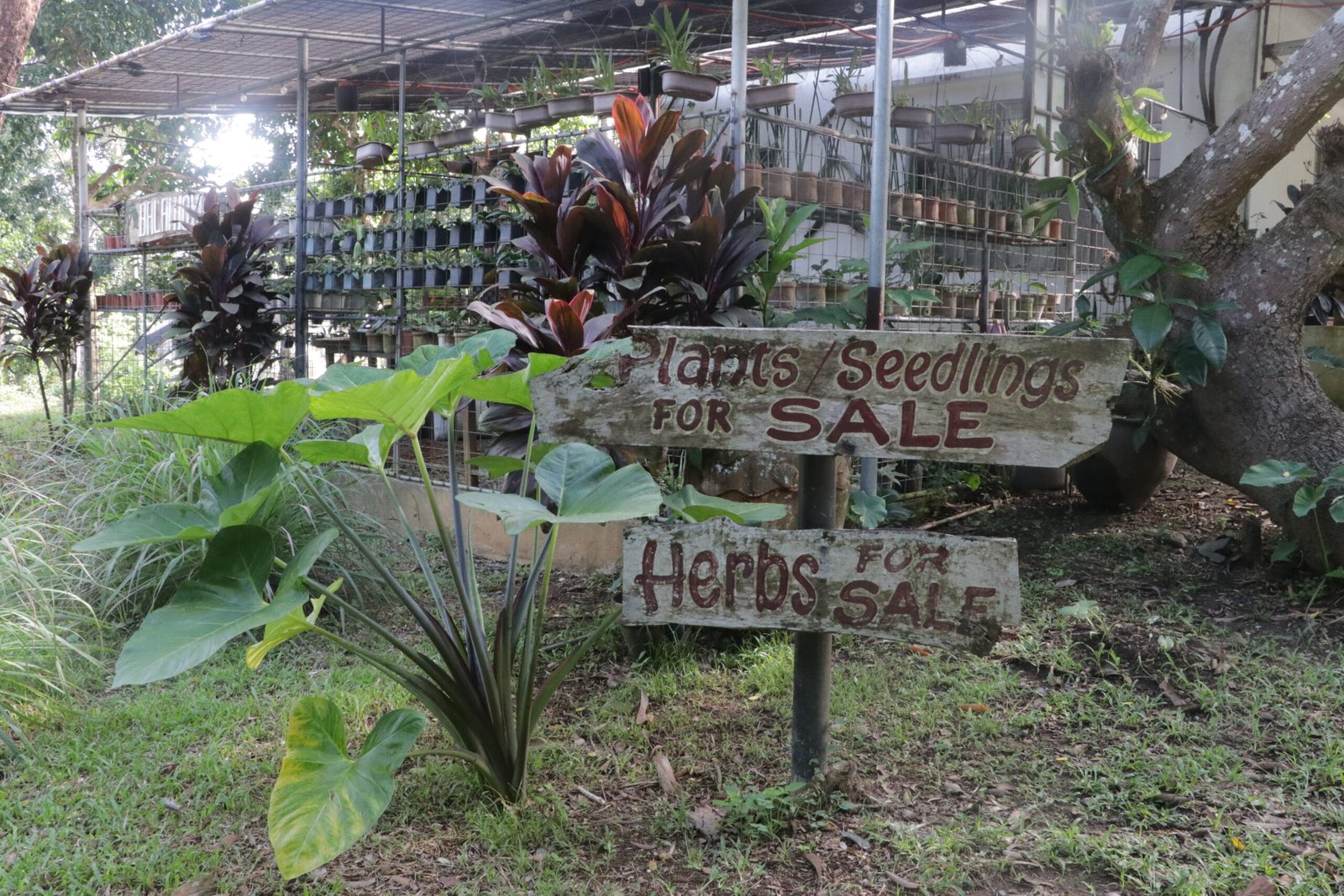 IMG_9443_luntiang_republika