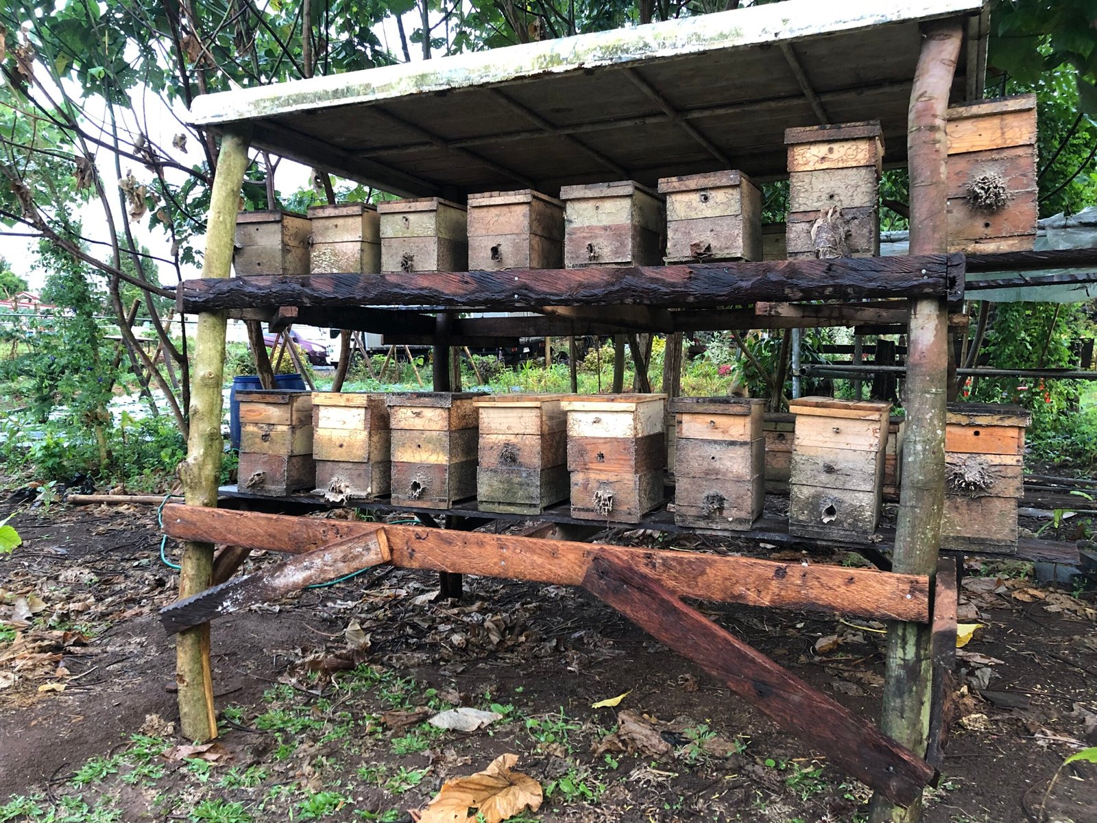 Myrtle's Agricultural Farm