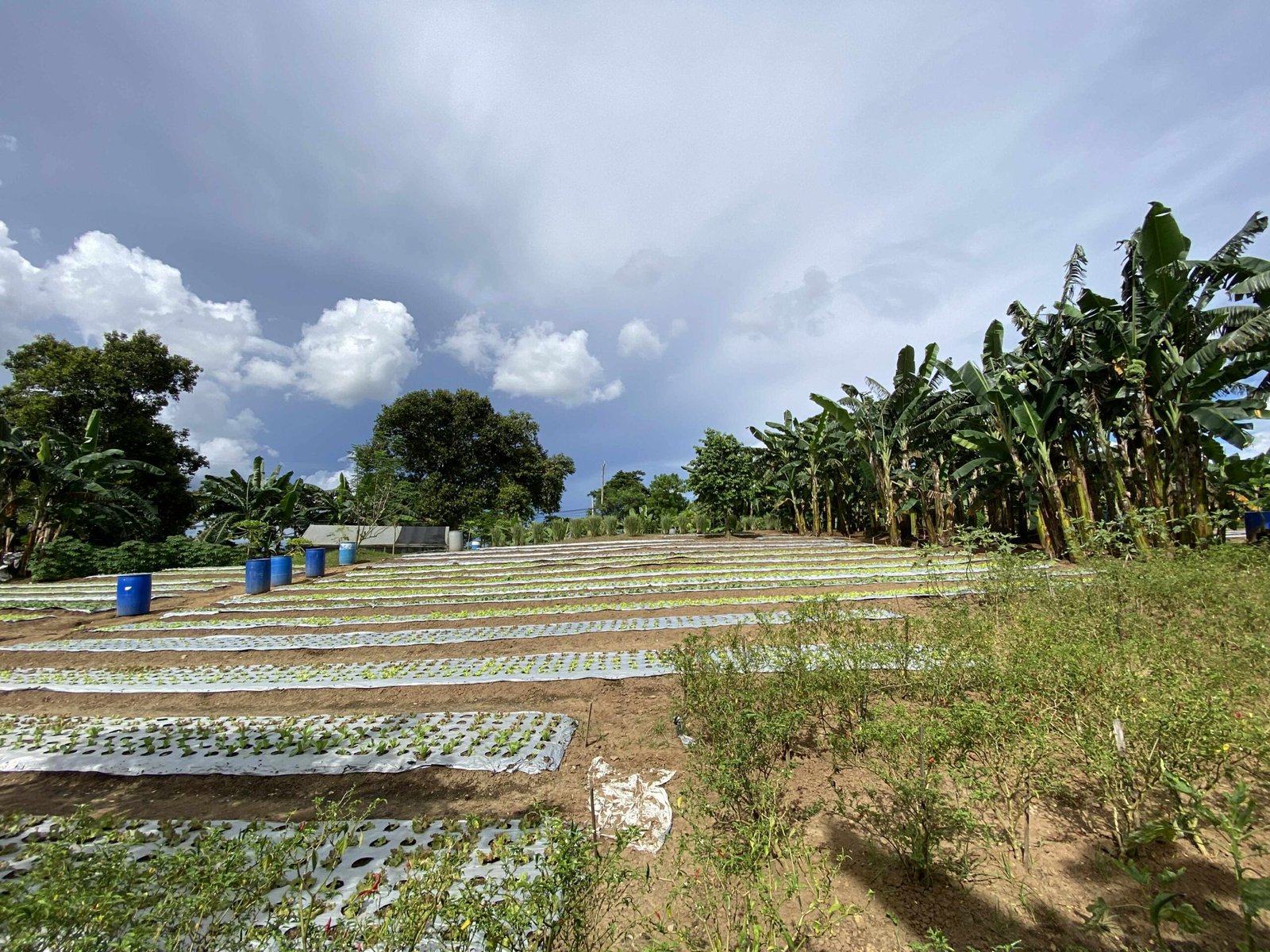 Greens for Growth (11)