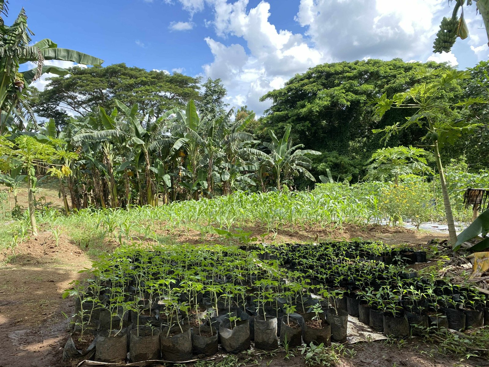 Greens for Growth (22)