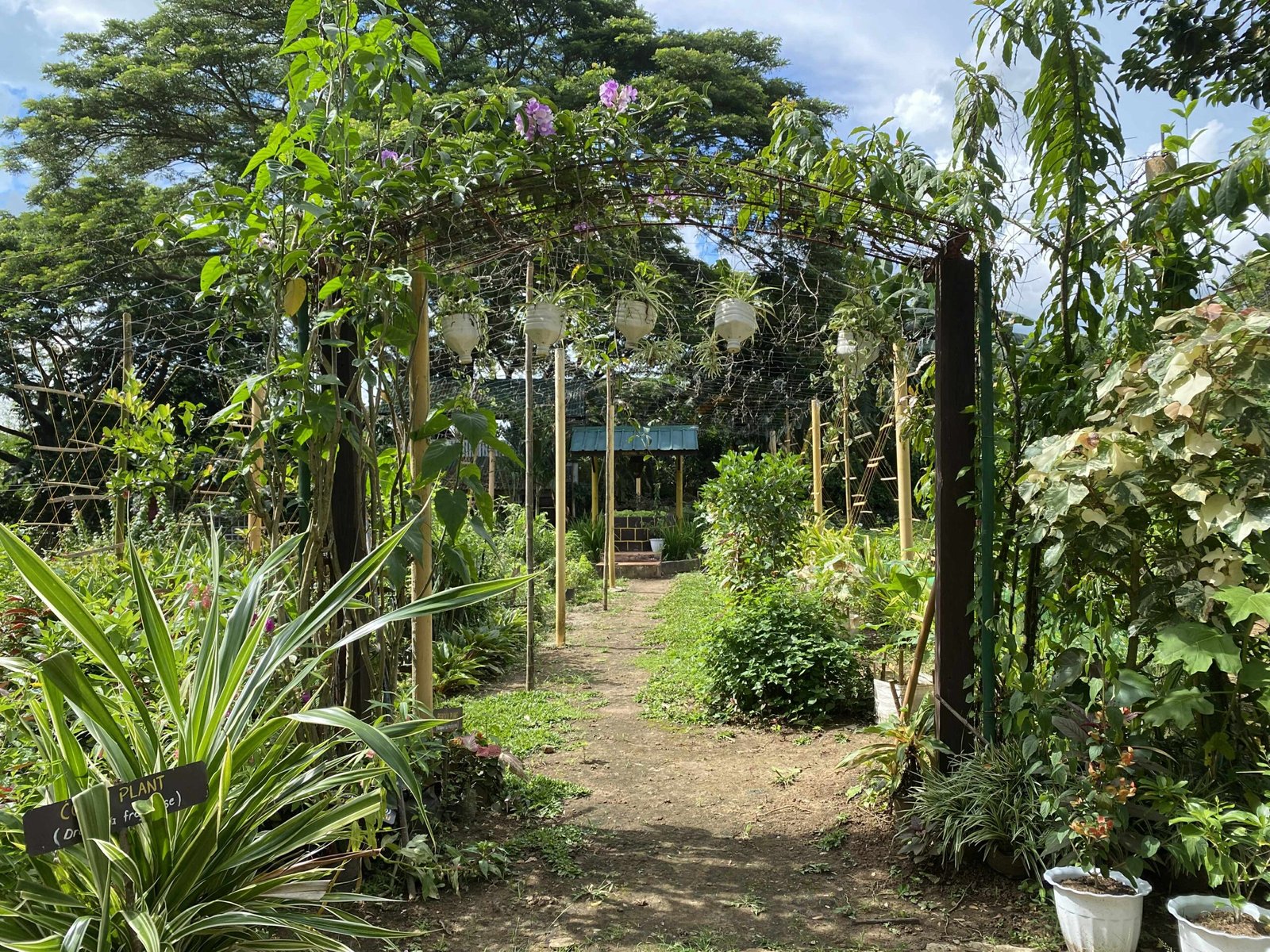 Greens for Growth (23)