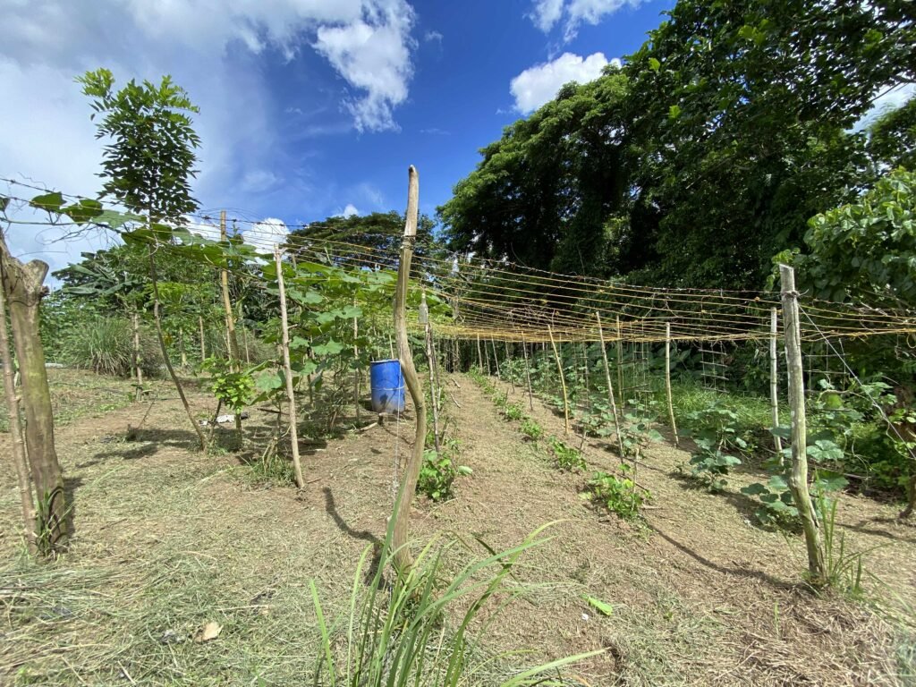 Greens for Growth (9)