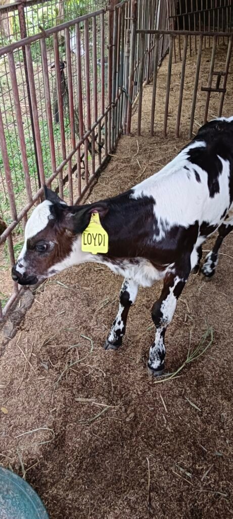 filter: 0; fileterIntensity: 0.0; filterMask: 0; captureOrientation: 90; module: photo; 
hw-remosaic: false; 
touch: (-1.0, -1.0); 
modeInfo: ; 
sceneMode: 8; 
cct_value: 5230; 
AI_Scene: (-1, -1); 
aec_lux: 88.0; 
aec_lux_index: 0; 
hist255: 0.0; 
hist252~255: 0.0; 
hist0~15: 0.0; 
albedo:  ; 
confidence:  ; 
motionLevel: 0; 
weatherinfo: null; 
temperature: 34;